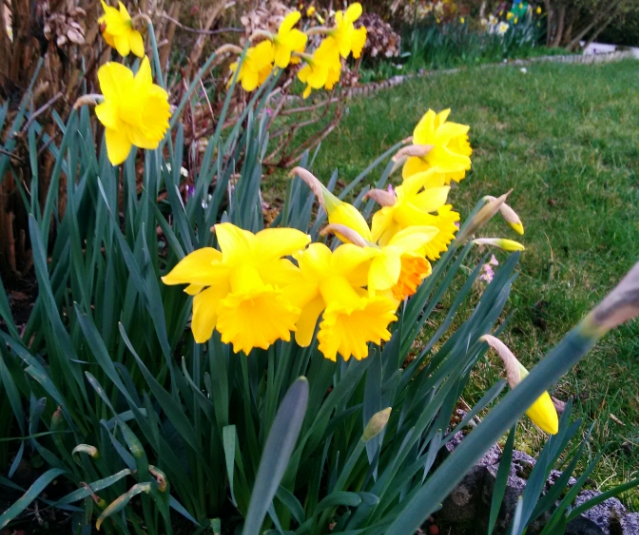 http://www.meteoalpes.com/img/photonews/2016/divers/fleur21022016.jpg
