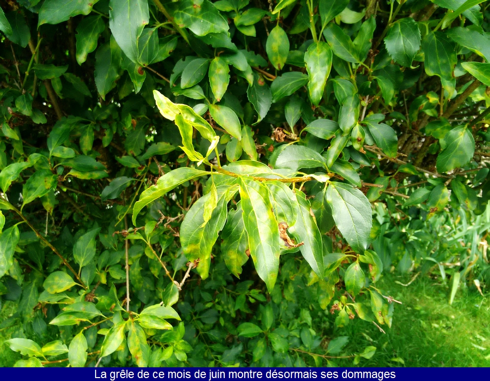 http://www.meteoalpes.com/img/photonews/2016/divers/forsythia24062016.jpg